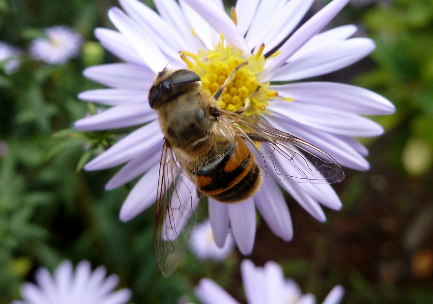 Femmina e maschio di Eristalis tenax